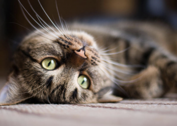 Amazing Facts About Cats