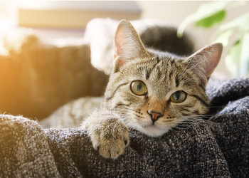 Amazing Facts About Cats