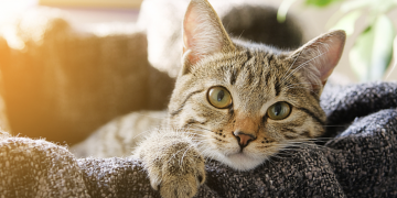 Amazing Facts About Cats