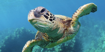 15 Rare Facts About Ocean Animals