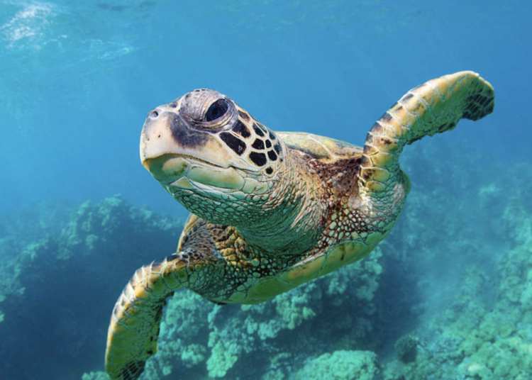 15 Rare Facts About Ocean Animals