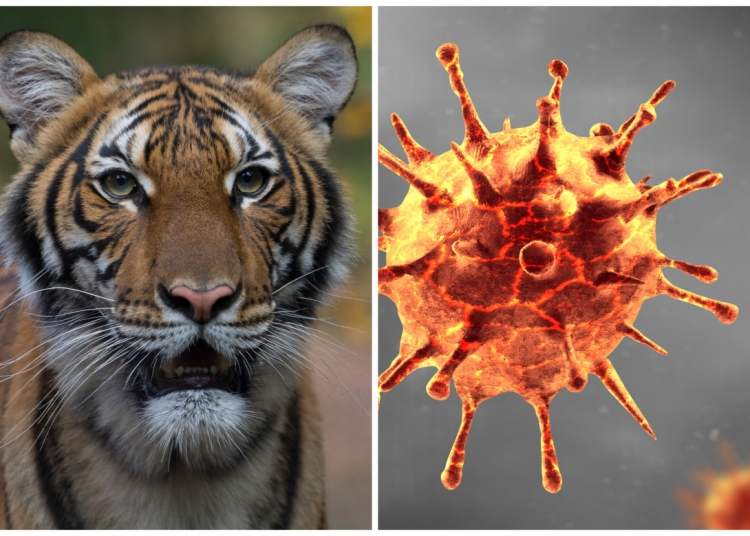 Tiger Tests Positive For Coronavirus At Bronx Zoo
