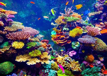 Murudeshwara: Scuba Diving Destination In Karnataka