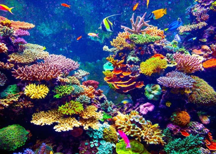 Murudeshwara: Scuba Diving Destination In Karnataka