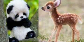 Rare Baby Animals You Would Not Have Heard Before