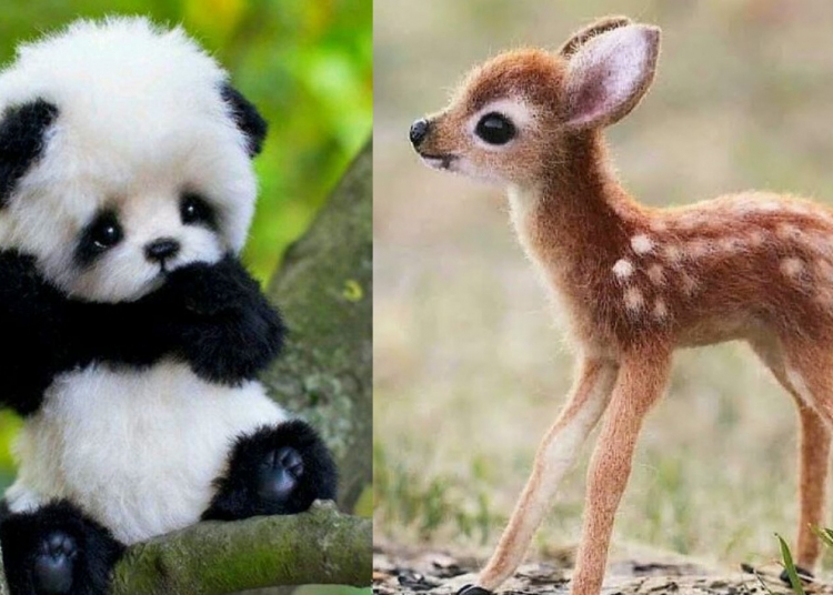 Rare Baby Animals You Would Not Have Heard Before