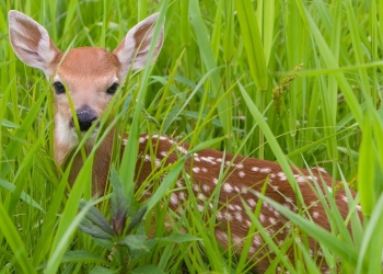 Do Animals Also Attemp Suicide Like Humans?