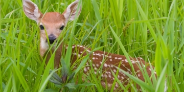 Do Animals Also Attemp Suicide Like Humans?