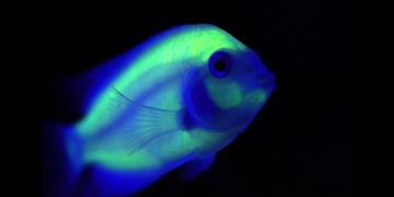 Hybrid Animals Created By Scientists That Exists In 2020