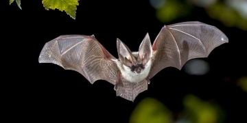16 Fun Facts About Bats That You Can’t Resist!