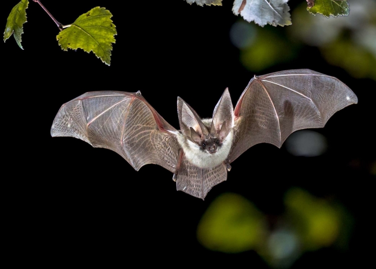 16 Fun Facts About Bats That You Can’t Resist!