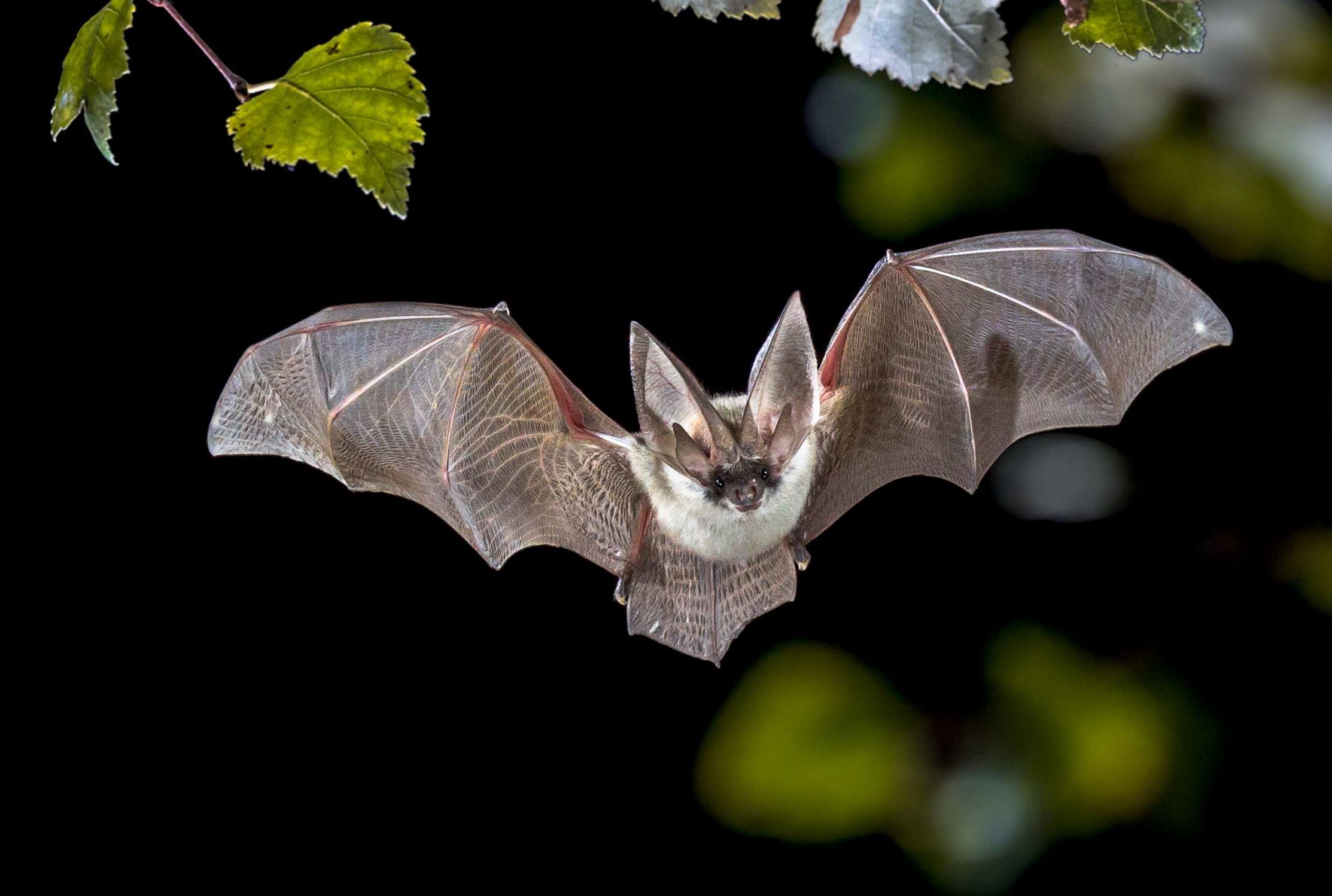 16 Fun Facts About Bats That You Can’t Resist!
