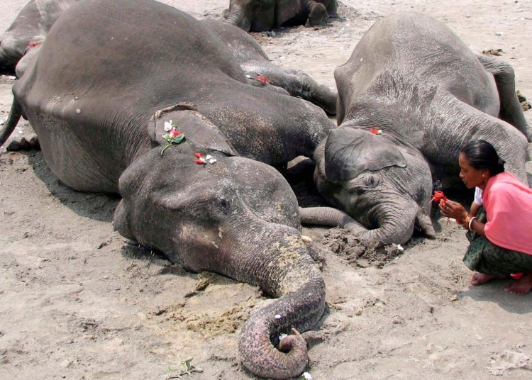 हाथियों की मौत का सिलसिला नहीं थम रहा, राज्य में इस सप्ताह 5 हाथियों की मौत