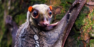 They’re Not The Best Looking, But They All Have A Charm