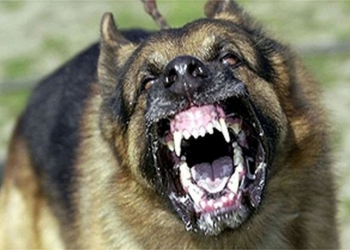 Dog Lovers, Beware Of These Breeds