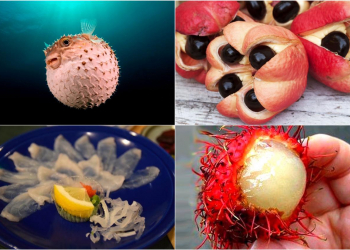 I am Your Favorite Exotic Delicacy, But I Can Kill You!